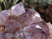 Natural Amethyst Spirit Quartz Clusters x 2 From Boekenhouthoek, South Africa