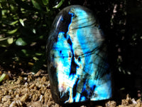 Polished Labradorite Standing Free Forms x 2 From Tulear, Madagascar