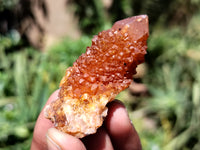 Natural Golden Solar Spirit Quartz Clusters x 35 From Boekenhouthoek, South Africa