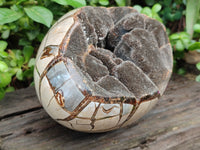 Polished Septerye Sauvage Dragon Egg x 1 From Madagascar