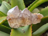 Natural Spirit Quartz Clusters x 6 From Boekenhouthoek, South Africa