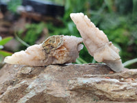 Natural Drusy Quartz Coated Calcite Pseudomorph Specimens x 70 From Lesotho