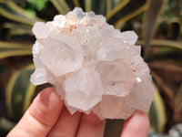 Natural Cactus Flower Spirit Quartz Clusters x 12 From South Africa