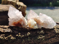 Natural Cactus Flower Spirit Quartz Clusters x 12 From South Africa