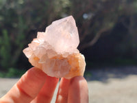 Natural Cactus Flower Spirit Quartz Clusters x 12 From South Africa