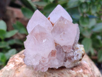 Natural Cactus Flower Spirit Quartz Clusters x 12 From South Africa