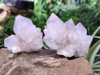 Natural Cactus Flower Spirit Quartz Clusters x 12 From South Africa