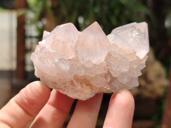 Natural Cactus Flower Spirit Quartz Clusters x 12 From South Africa