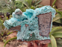 Natural Drusy Coated Chrysocolla Specimen x 1 From Congo