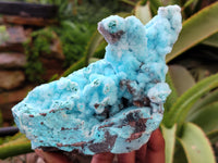 Natural Drusy Coated Chrysocolla Specimen x 1 From Congo