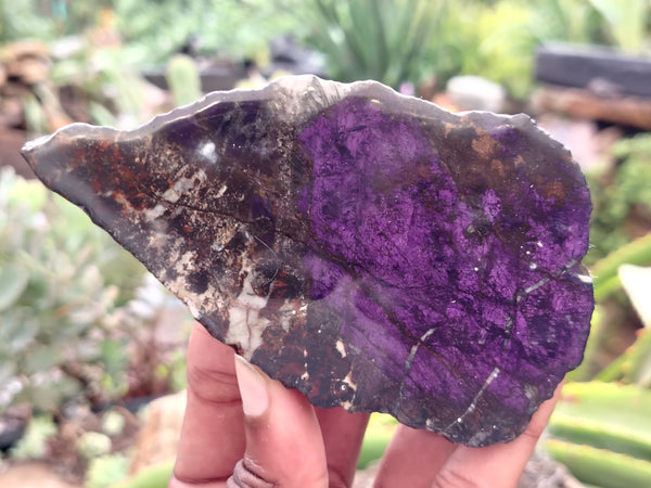 Polished On One Side Purpurite Specimens x 6 From Namibia