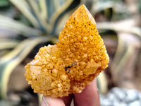 Natural Golden Solar Spirit Quartz Clusters x 35 From Boekenhouthoek, South Africa