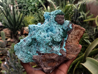 Natural Drusy Coated Chrysocolla Specimen x 1 From Congo