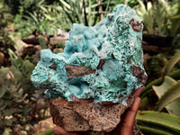 Natural Drusy Coated Chrysocolla Specimen x 1 From Congo