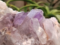 Natural Jacaranda Amethyst Quartz Clusters x 2 from Mumbwa, Zambia