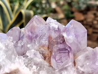 Natural Jacaranda Amethyst Quartz Clusters x 2 from Mumbwa, Zambia