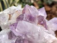 Natural Jacaranda Amethyst Quartz Clusters x 2 from Mumbwa, Zambia