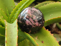 Polished Rhodonite Spheres x 4 From Ambindavato, Madagascar