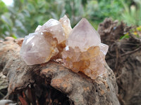 Natural Cactus Flower Spirit Quartz Crystals x 24 From South Africa