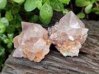 Natural Cactus Flower Spirit Quartz Crystals x 24 From South Africa