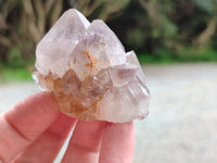 Natural Cactus Flower Spirit Quartz Crystals x 24 From South Africa