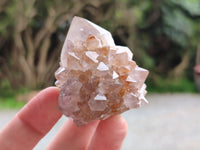 Natural Cactus Flower Spirit Quartz Crystals x 24 From South Africa