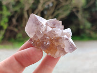 Natural Cactus Flower Spirit Quartz Crystals x 24 From South Africa