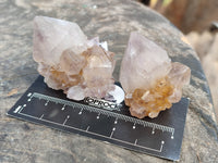 Natural Cactus Flower Spirit Quartz Crystals x 24 From South Africa