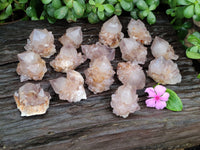 Natural Cactus Flower Spirit Quartz Crystals x 24 From South Africa