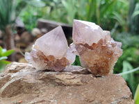 Natural Cactus Flower Spirit Quartz Crystals x 24 From South Africa