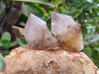 Natural Cactus Flower Spirit Quartz Crystals x 24 From South Africa