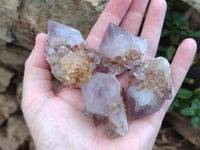 Natural Cactus Flower Spirit Quartz Crystals x 24 From South Africa