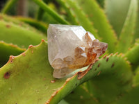 Natural Cactus Flower Spirit Quartz Crystals x 24 From South Africa