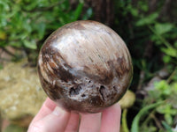 Polished Petrified Wood Spheres x 3 From Gokwe, Zimbabwe