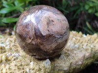 Polished Petrified Wood Spheres x 3 From Gokwe, Zimbabwe