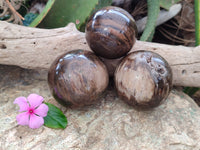 Polished Petrified Wood Spheres x 3 From Gokwe, Zimbabwe