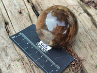 Polished Petrified Wood Spheres x 3 From Gokwe, Zimbabwe