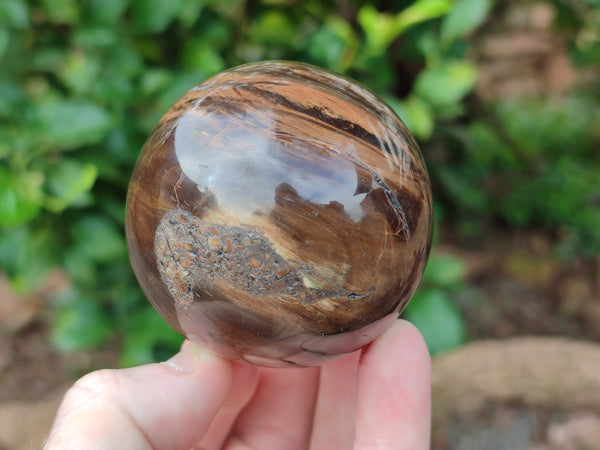 Polished Petrified Wood Spheres x 3 From Gokwe, Zimbabwe