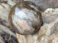 Polished Petrified Wood Spheres x 3 From Gokwe, Zimbabwe