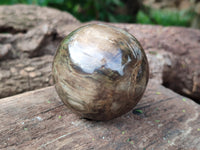 Polished Petrified Wood Spheres x 3 From Gokwe, Zimbabwe