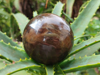 Polished Petrified Wood Spheres x 3 From Gokwe, Zimbabwe