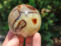 Polished Septerye Spheres x 5 From Mahajanga, Madagascar