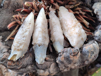 Natural Drusy Quartz Coated Calcite Pseudomorph Specimens x 35 From Lesotho