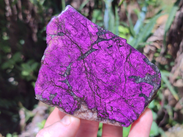 Polished On One Side Purpurite Specimens x 6 From Namibia