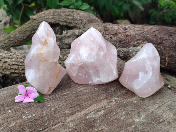 Polished Rose Quartz Flames x 3 From Ambatondrazaka, Madagascar