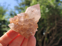 Natural Ametrine Spirit Quartz Crystals x 12 From Boekenhouthoek, South Africa