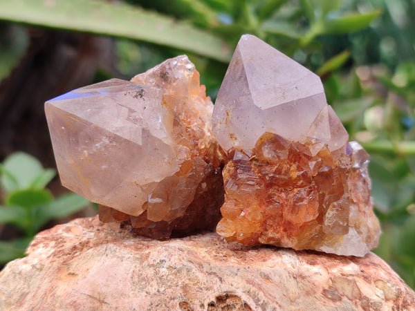 Natural Ametrine Spirit Quartz Crystals x 12 From Boekenhouthoek, South Africa