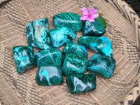 Polished Malacolla Free Forms x 12 From Congo