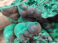 Natural Botryoidal Silky Malachite Specimen x 1 From Congo