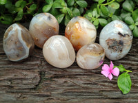 Polished Dendritic Agate Standing Free Forms x 6 From Madagascar